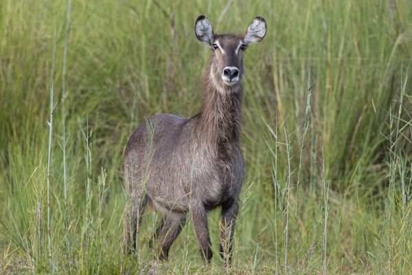 Waterbuck