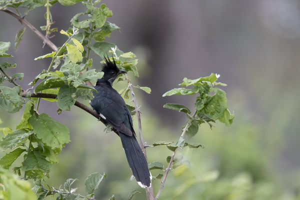 Levaillant's Cuckoo