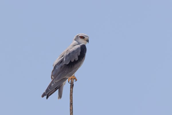 Black-shouldered Kite