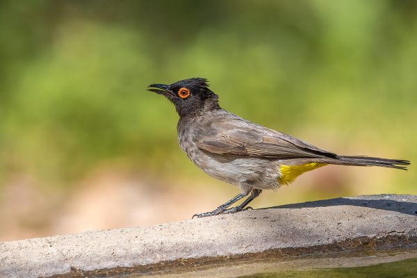 Black-fronted Bulbul