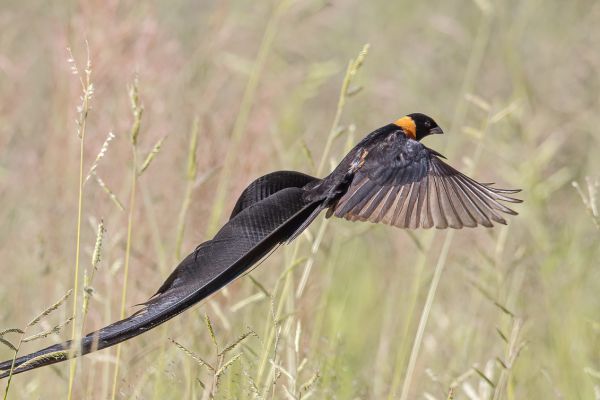 Eastern Paradise-Whydah