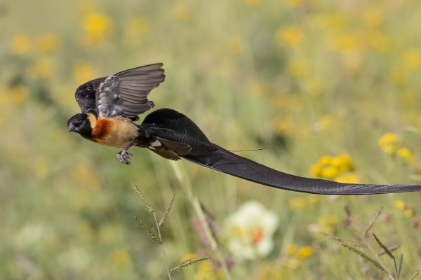 Eastern Paradise-Whydah