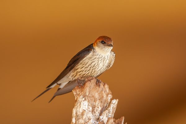 Kaapse Zwaluw