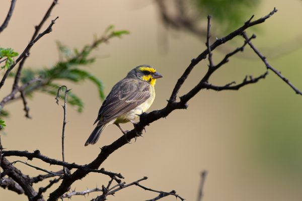 Mozambiquesijs