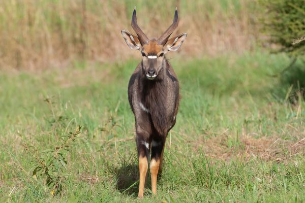 Nyala