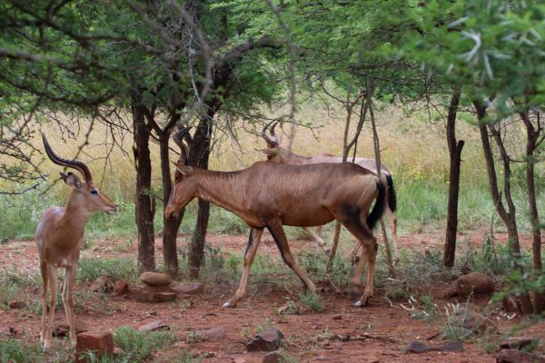 Rood hartebeest