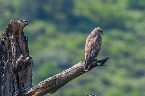 Steppebuizerd