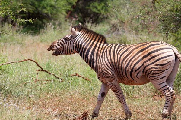 Burchells zebra