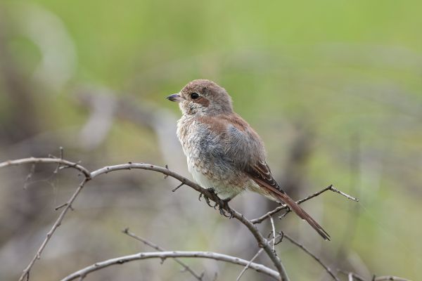 Grauwe Klauwier  (juveniel)