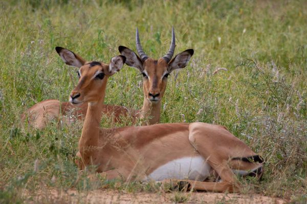 Impala