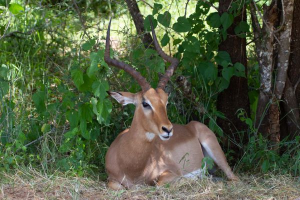 Impala