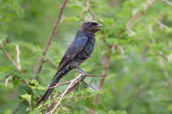 Treurdrongo