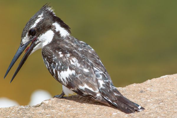 Bonte IJsvogel