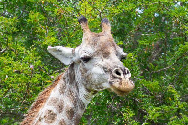 Girrafe