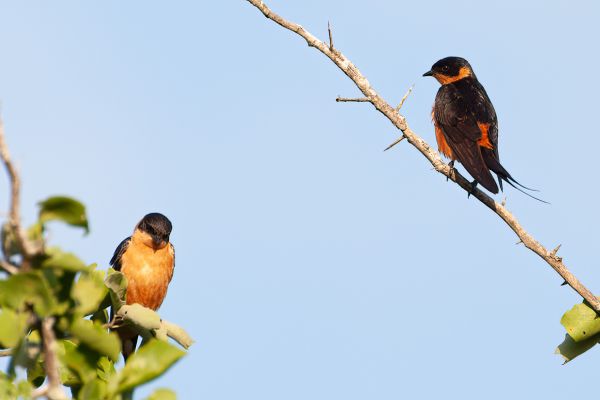 Rufous-chested Swallow