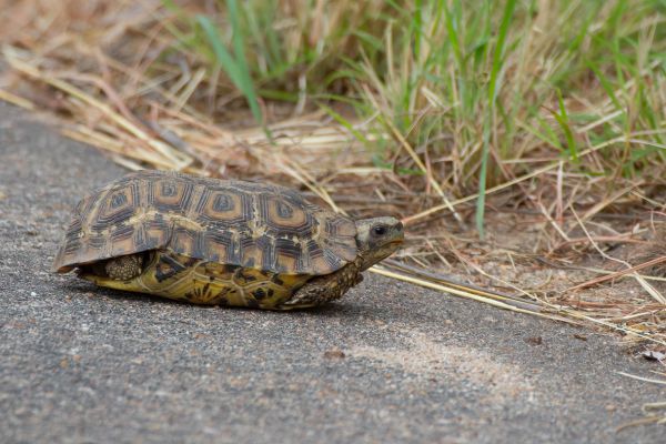 Schildpad