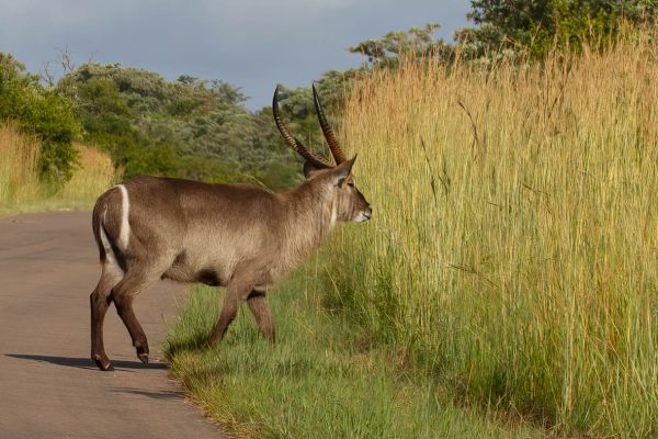 Waterbok