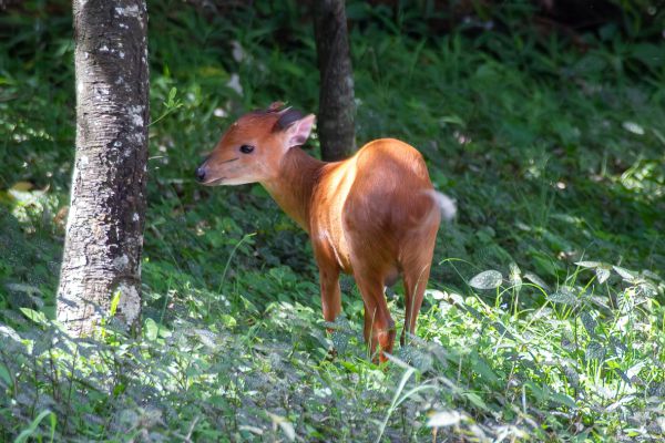 Natal duiker