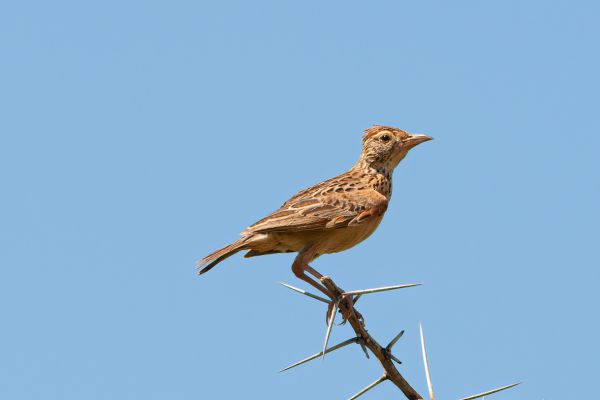 Roodnekleeuwerik