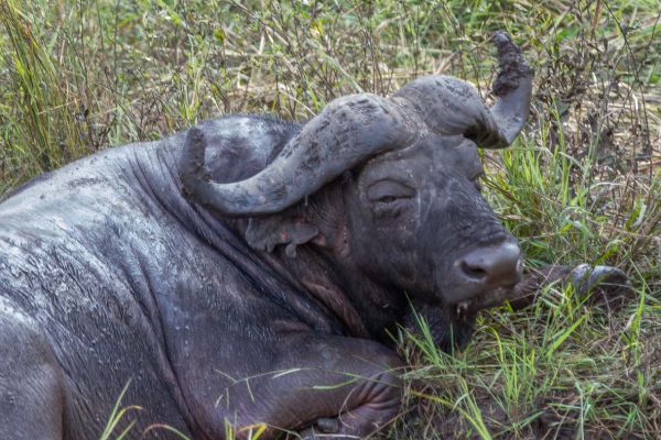 Afrikaanse buffel