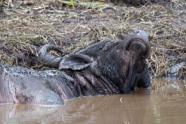 Afrikaanse buffel slapend