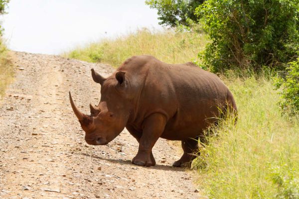 Neushoorn