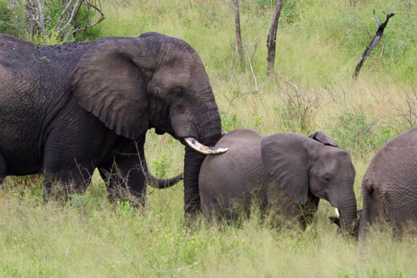 Olifant duwt het jong voort