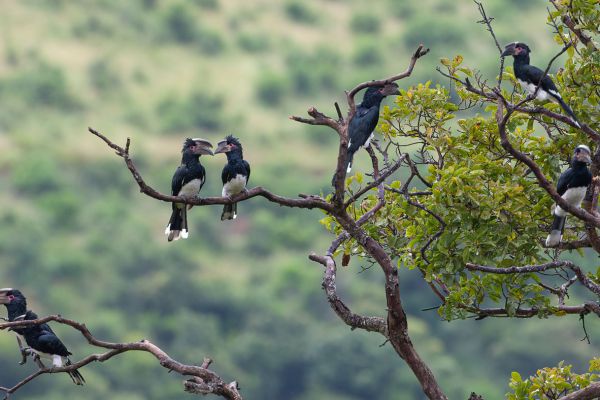 Trompetneushoornvogel