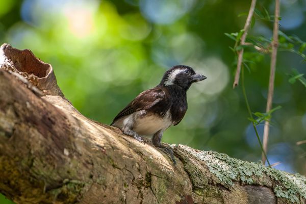 Witoorbaardvogel