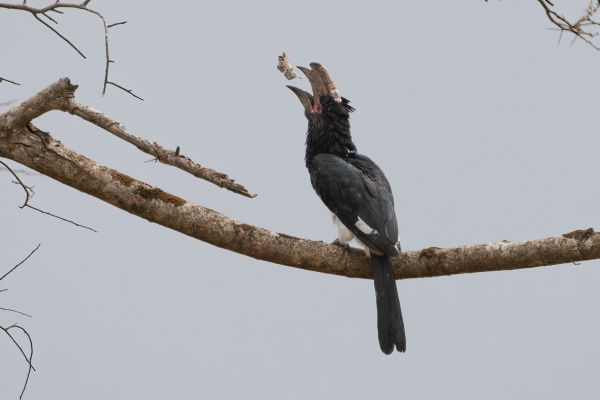 Fluitneushoornvogel 