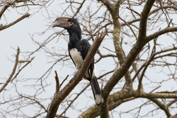 Fluitneushoornvogel 