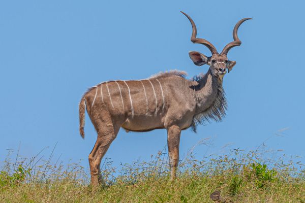Grotere kudu