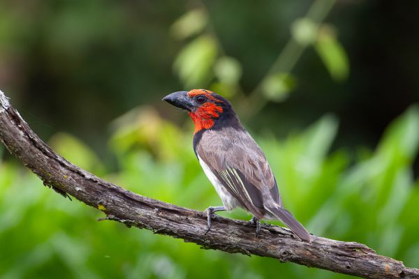 Zwarthalsbaardvogel