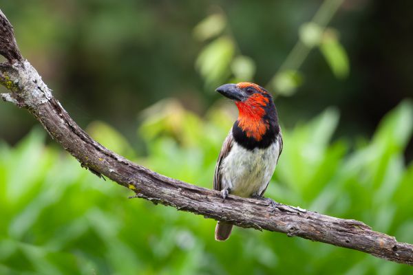 Zwarthalsbaardvogel