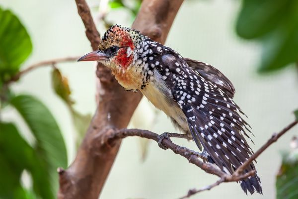 Vuurkopbaardvogel