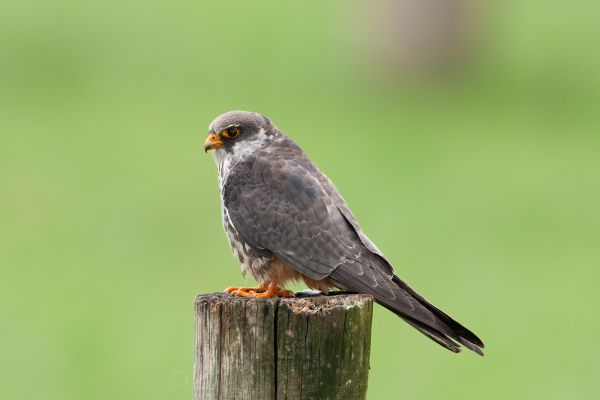 Amoerroodpootvalk