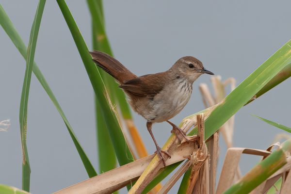 Drakensbergprinia