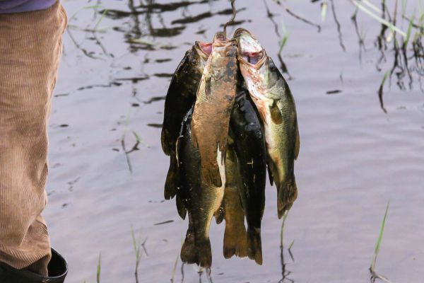 Forel vangen is geen probleem 