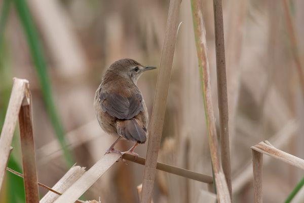 Acrocephalus baeticatus