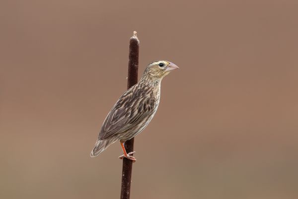 Roodkeelwidavink