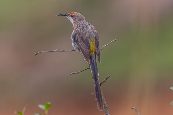 Gurneys Suikervogel