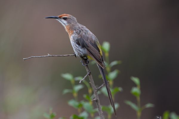 Gurneys Suikervogel