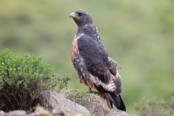 Jakhalsbuizerd