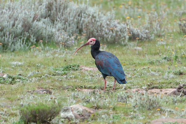 Kaapse Ibis