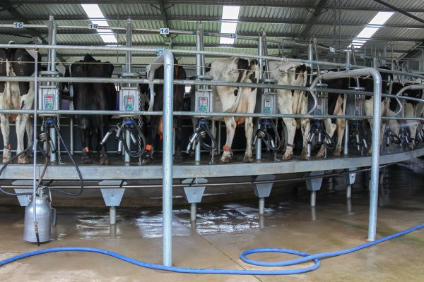 Volautomatische carousel voor melken