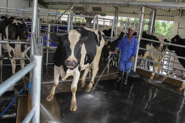 Elgin boerderij (alle koeien hebben een chip)