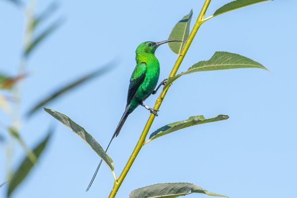 Malachiet zonnevogel