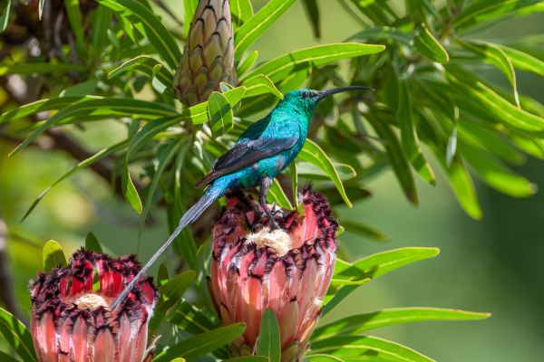 Malachiet zonnevogel
