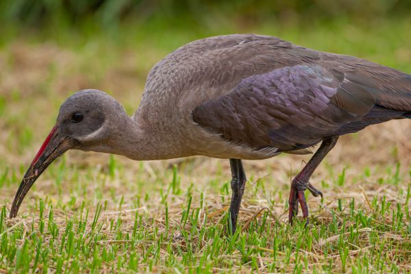 Hadada-ibis