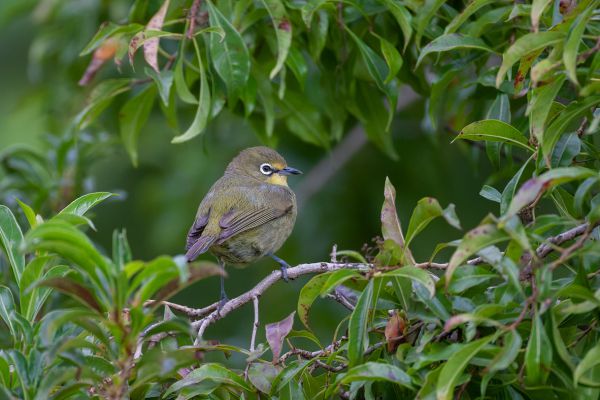 Oranjerivierbrilvogel